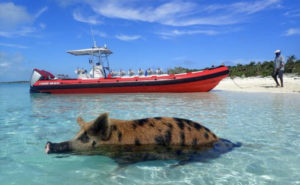 The Grand Bahama Sandbar Swimming Pig